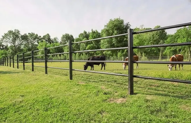Rural & Estate Fencing featuring tubular black steel post-and-rail fencing enclosing a cattle pasture.